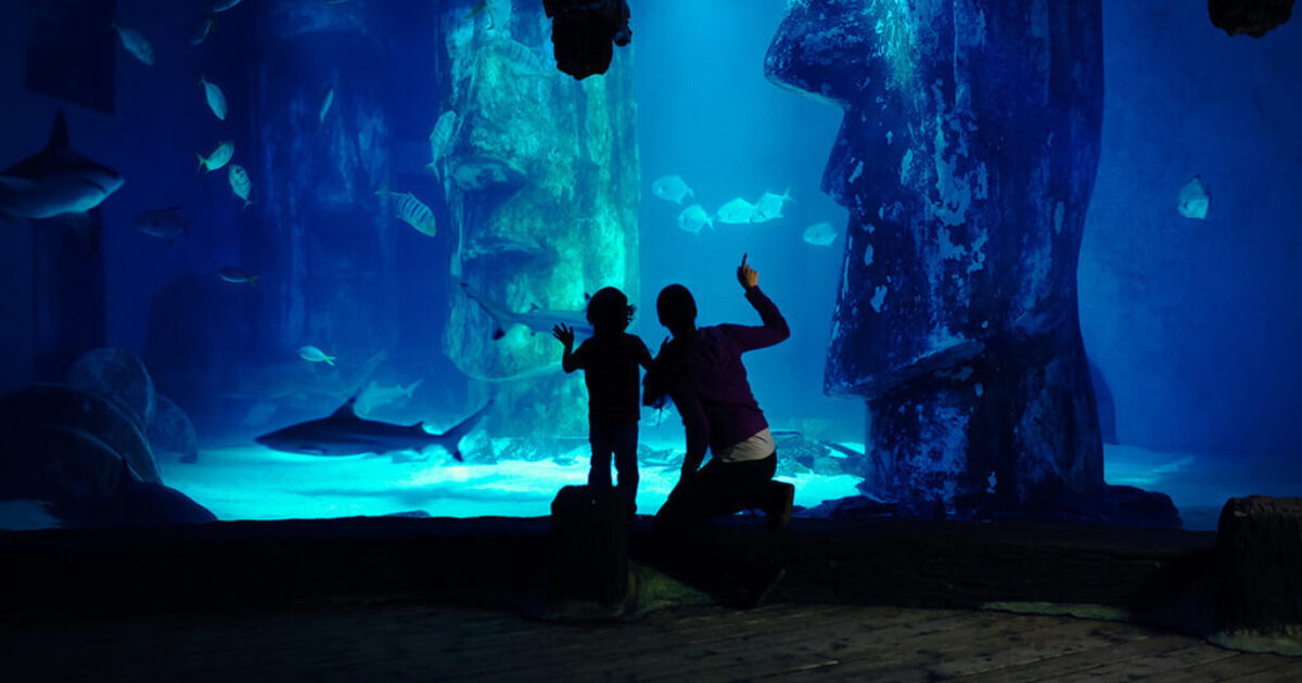 Aquarium life top