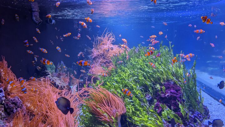 A fish tank with clown fish swimming around colourful coral