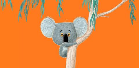 Cartoon picture of a koala on an orange background